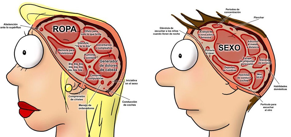 CerebroMyF.jpg